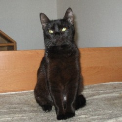 Piper
