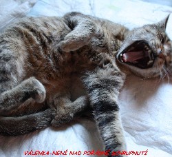 Válenka