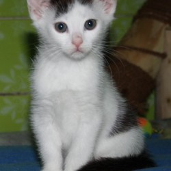 Cyprián