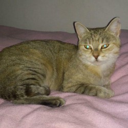 Kaiti