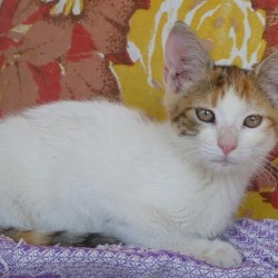 Kamejka