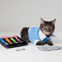 max-accountant-cat-780x519