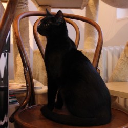 Merlin Z Bohnic