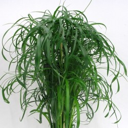 cyperus-papyrus1