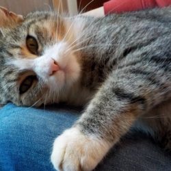 tynka