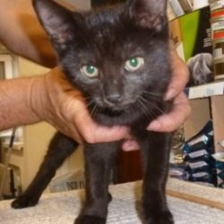 Salem1-580x460