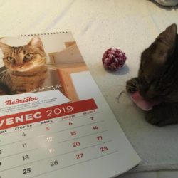 kalendar2019