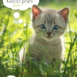 kocici_prani_jaro2019