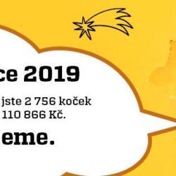 kocici_prani_vanoce_2019_vysledek