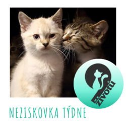 neziskovka_tydne