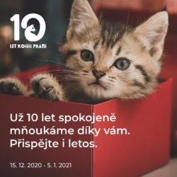 kocici_prani_vanoce2020_2
