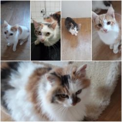 kolaz_felv_pozitivni