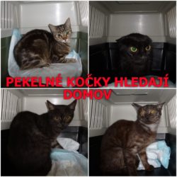 KOLAZ_pekelne_kocky
