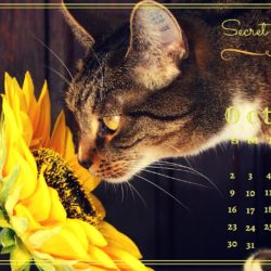 kocka_kalendar