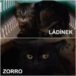 kolaz_zorro_ladinek