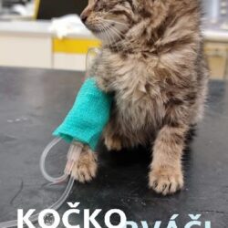 kockorvaci