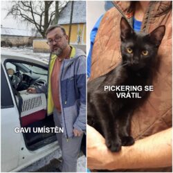 gavi_pickering