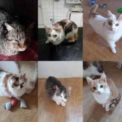 projekt_felv