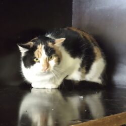 ruzena
