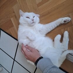 Bílej už se zabydlel