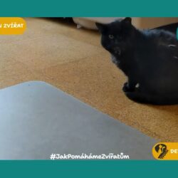 Hook_svetovy_den_zvirat2025