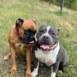 Sbírka Den zvířat se blíží ke 3 milionům