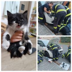 I malý život stojí za velkou pomoc