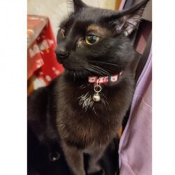 Ztratil se kocour Alf