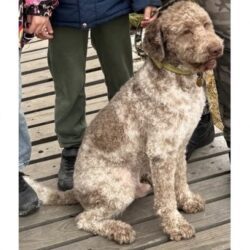 Ztratil se pes Danny