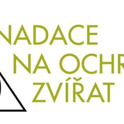 Kočky nikoho Kočky nikoho