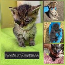 Velká sbírka na kočičí kastrace Velká sbírka na kočičí kastrace