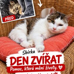 Sbírka Den zvířat a Lucinka zachráněná ze hřbitova Sbírka Den zvířat a Lucinka zachráněná ze hřbitova